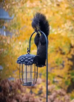 Eastern Gray Squirrel Prints: Black squirrel hanging upside down on bird feeder hook to on fall day