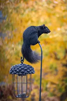 Eastern Gray Squirrel Prints: Black squirrel perched on top of hook of bird feeder on a fall day