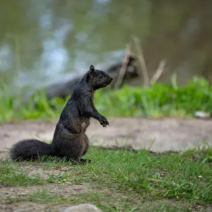 Cute Animal Prints: Black squirrel standing on grass with lake behind it