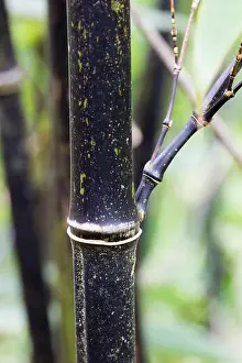 Black stem of the evergreen black bamboo, Phyllostachys nigra. Stems turn black in their second year