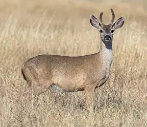 Antlers Prints: Black-tailed Deer Buck Grazing