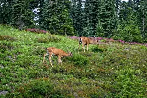 Mule Deer Prints: Black-Tailed Deer grazing in a subalpine meadow off the Dead Horse Creek Trail