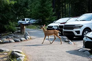 In The Wild Prints: Black-Tailed Deer walking through the parking lot at Longmire in Mount Rainier National Park
