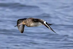 Flocking Bird Prints: The Black-Tailed Godwit feeds on worms and mollusks