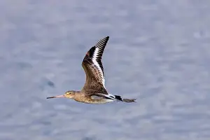 Flocking Bird Prints: The Black-Tailed Godwit feeds on worms and mollusks
