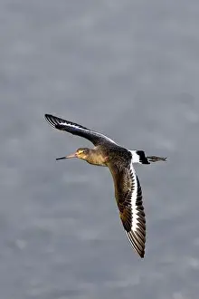 Flocking Bird Prints: The Black-Tailed Godwit feeds on worms and mollusks