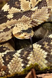 Joe And Mary Ann Mcdonald Prints: Black-tailed rattlesnake, Native to Southwest Arizona, USA