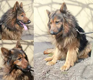 Best Friend Prints: Black and Tan German Shepherd dog, three images set