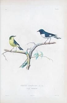 Images Dated 23rd November 2023: Black-throated blue warblers, illustration
