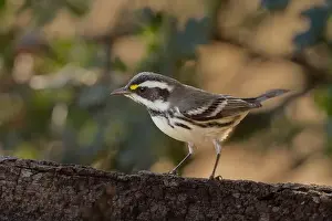 Migrant Prints: A Black-throated Gray Warbler (Setophaga nigrescens) pauses in an oak woodland during fall migration