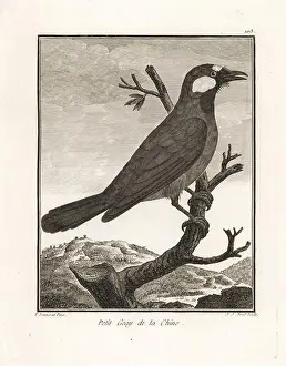 Nature Study Prints: Black-throated laughingthrush, Pterorhinus chinensis
