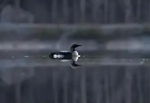 Loon Prints: Black-throated loon, arctic loon or black-throated diver (Gavia arctica) swimming in a misty lake in spring morning