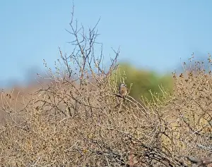 Ethology Prints: A Black Throated Sparrow in the Bushes in the Organ Mountains in New Mexico