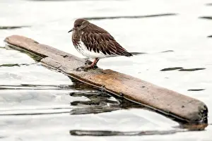 Brownish Prints: Black Turnstone (Arenaria melanocephala) standing on floating piece of wood at the Esquimalt Lagoon