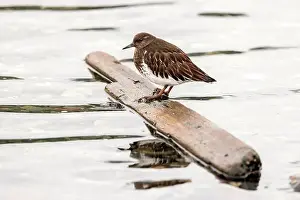Brownish Prints: Black Turnstone (Arenaria melanocephala) standing on floating piece of wood at the Esquimalt Lagoon