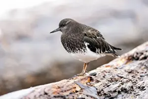 Brownish Prints: Black Turnstone (Arenaria melanocephala) - Victoria