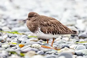 Brownish Prints: Black Turnstone (Arenaria melanocephala) - Victoria