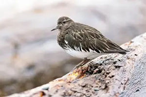 Brownish Prints: Black Turnstone (Arenaria melanocephala) - Victoria