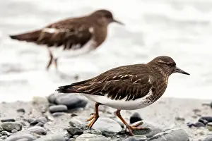 Brownish Prints: Black Turnstones running along shoreline (Arenaria melanocephala) - Victoria