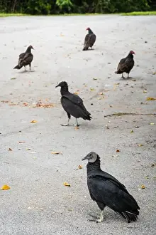 Wildlife Conservation Prints: The Black Vultures at Everglades National Park, Florida, United States