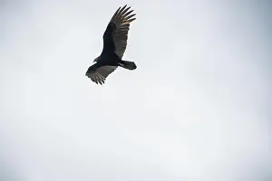 Wildlife Conservation Prints: The Black Vultures at Everglades National Park, Florida, United States