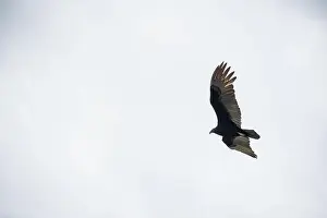 Wildlife Conservation Prints: The Black Vultures at Everglades National Park, Florida, United States
