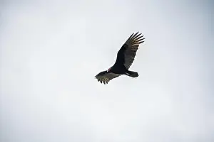 Wildlife Conservation Prints: The Black Vultures at Everglades National Park, Florida, United States