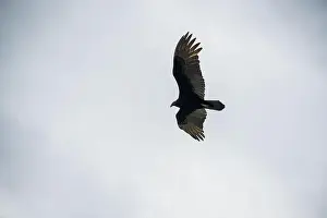 Wildlife Conservation Prints: The Black Vultures at Everglades National Park, Florida, United States