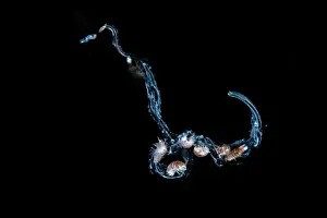 Open Sea Prints: Black water diving