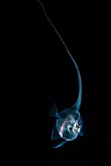 Open Sea Prints: Black water diving