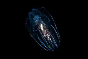 Open Sea Prints: Black water diving