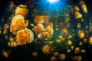 Sunbeams Prints: Black water and Jellyfish (Mastigias papua) of Lenmakana lake