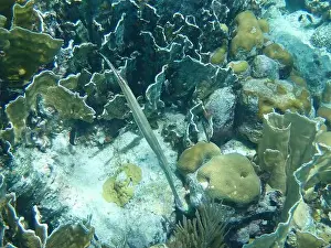 Divers Prints: Black West Atlantic trumpetfish of reef with various corals