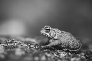 Toad Prints: Black and White American Toad in New Hampshire