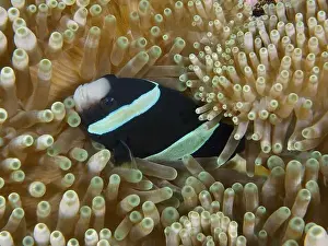 Percomorphaceae Prints: Black and white anemonefish, Clark's anemonefish (Amphiprion clarkii) melanistic