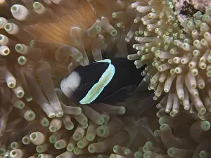 Underwater Worlds Prints: A black and white anemonefish, Clark's anemonefish (Amphiprion clarkii) melanistic