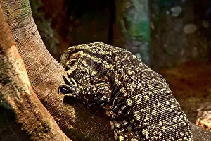 Tegu Prints: Black and white argentine tegu (Salvator merianae) climbing a tree