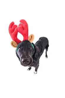 Reindeer Prints: Black and white Border Collie cross dog in Christmas reindeer horns isolated on white background