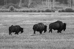 Snowing Prints: A Black and White Buffalo Herd in Jackson Hole
