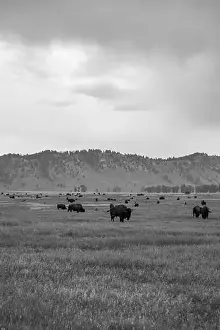 Snowing Prints: A Black and White Buffalo Herd in Jackson Hole