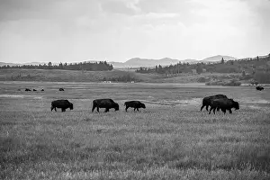 Snowing Prints: A Black and White Buffalo Herd in Jackson Hole