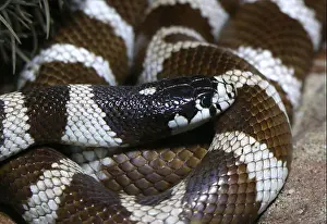 Nonvenomous Prints: Black and white California Kingsnake ( Lampropeltis Californiae)