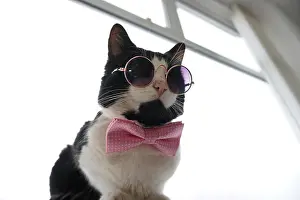 Modelling Prints: Black & White Cat with glasses and bow tie