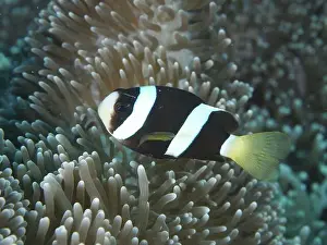 Companies Prints: A black and white Clark's anemonefish (Amphiprion clarkii) melanistic