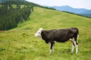 Carpathian Prints: Black and white cow grazing on meadow in mountains