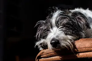 Lazy Prints: a black and white dog (cross between Jack Russell and Bichon Frise)