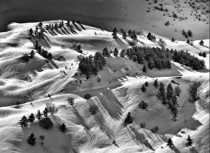 Coniferous Forest Prints: Black and white drone view of forest with evergreen trees growing on snowy slope in highlands in winter