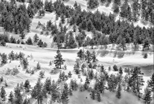 Coniferous Forest Prints: Black and white drone view of forest with evergreen trees growing on snowy slope in highlands in winter