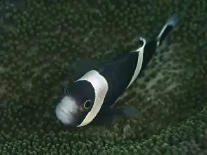 Cnidarians Prints: Black and white fisc, saddle spot anemonefish (Amphiprion polymnus)
