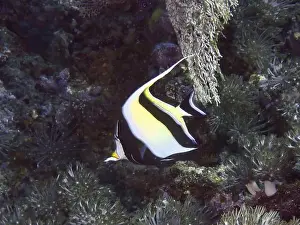 Sea Animal Prints: Black and white fish, halterfish (Zanclus cornutus)